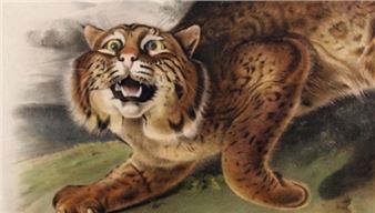 Viviparous Quadrupeds Of North America - The Mennello Museum of American Art