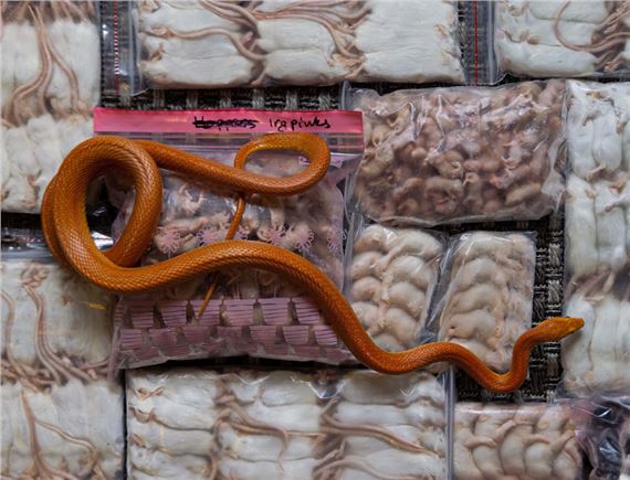 Confluence - Centrespace Gallery