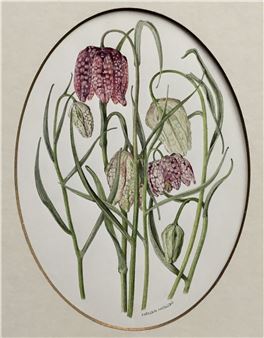 two botanical watercolours - Fritillaries - Helga Hislop