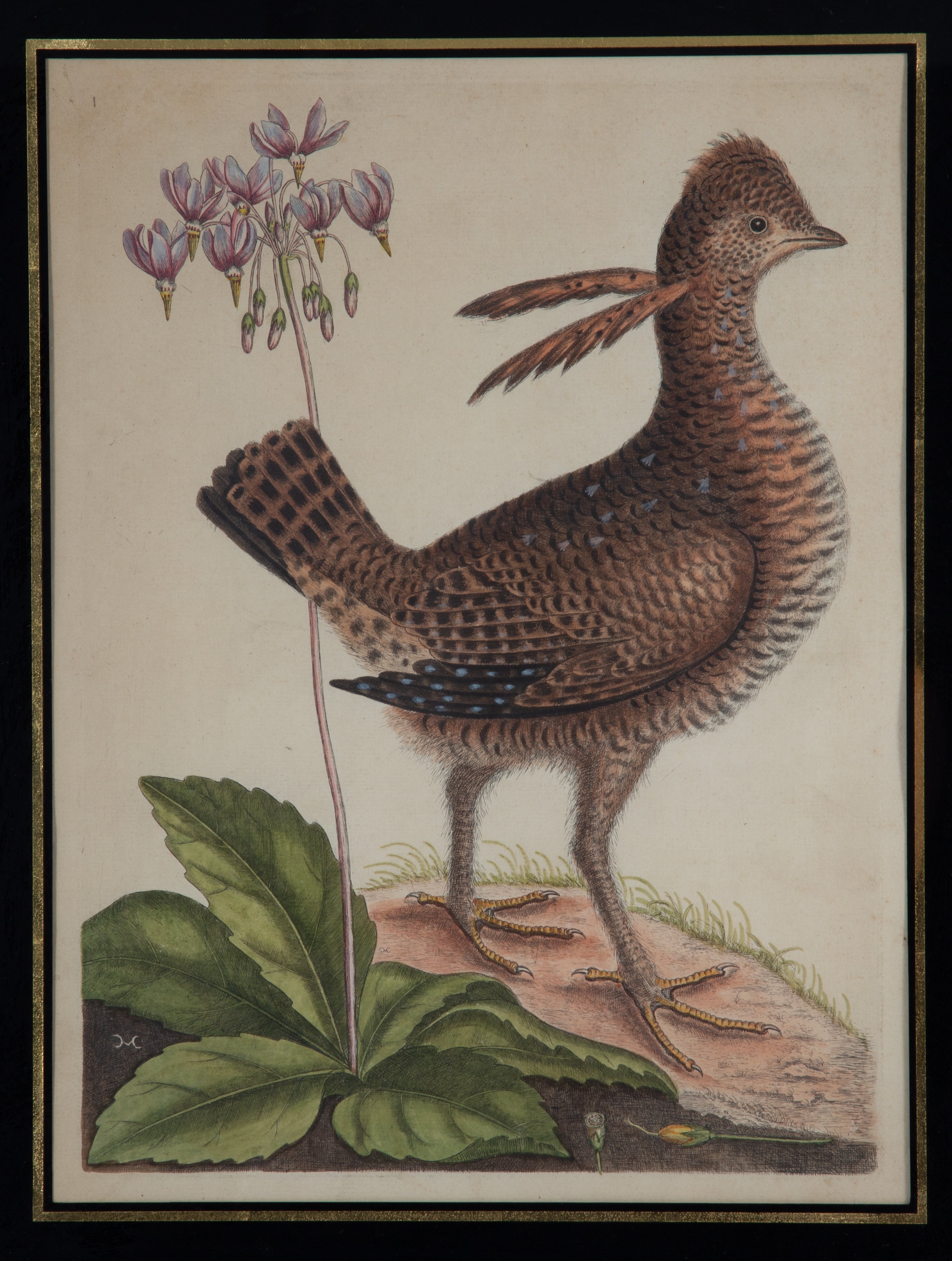 Mark Catesby | EARLY PARTRIDGE PRINT | MutualArt