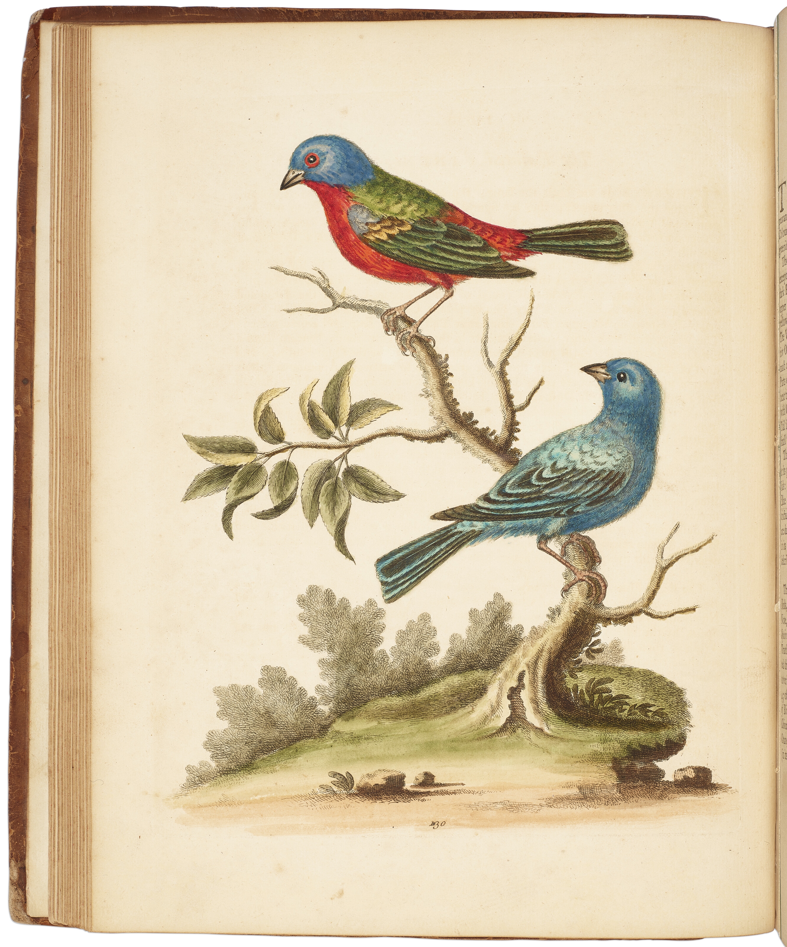 George Edwards | A Natural History of Uncommon Birds (1743 - 1751 ...