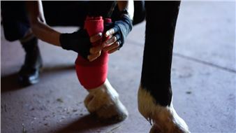 Moyra Davey: Horse Opera, 2019–2022 - Higher Pictures Generation
