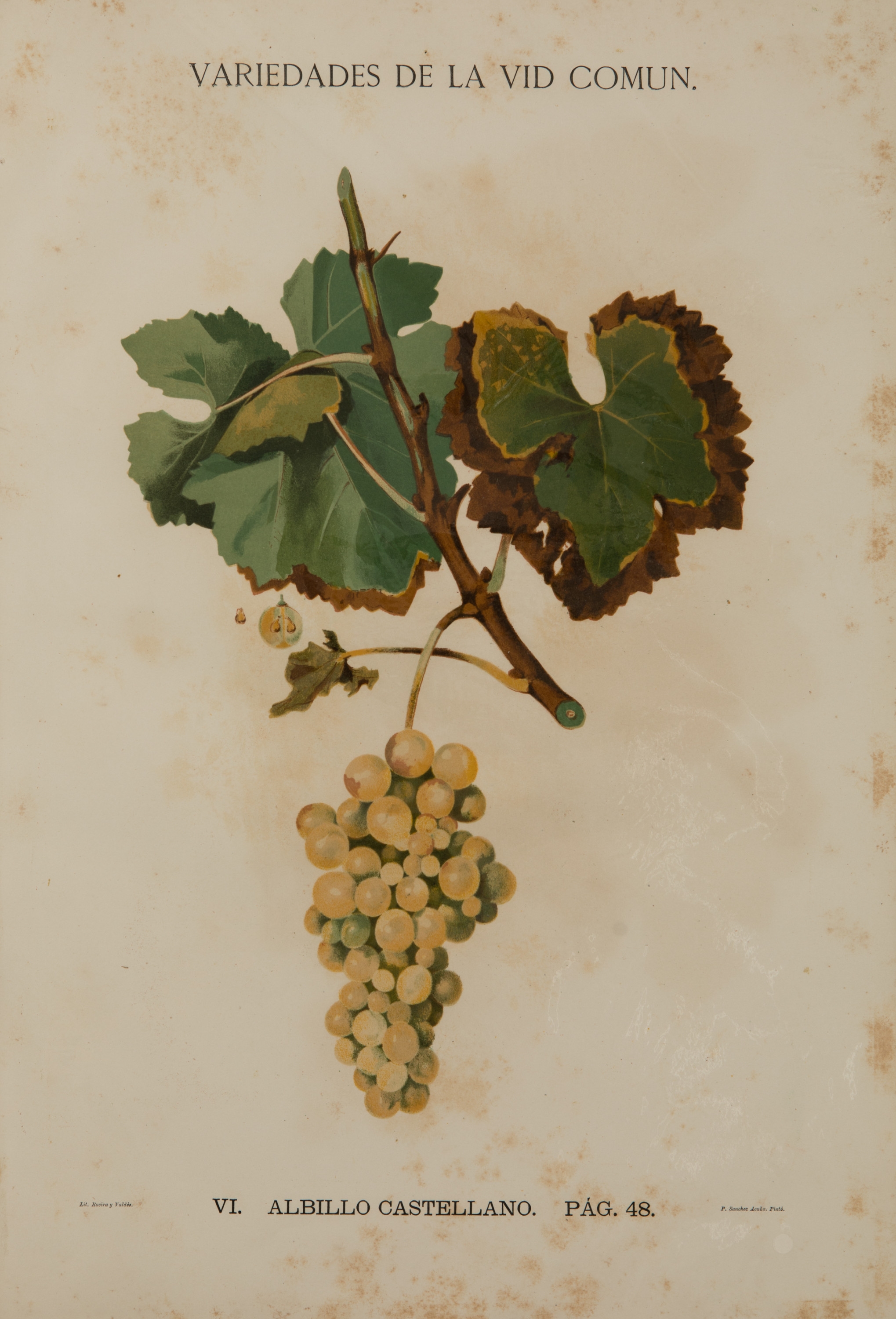 Simon de Rojas Clemente Y Rubio SIMON DE ROJAS CLEMENTE Y RUBIO