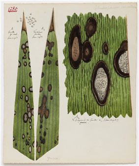 Julien Lignier: Natural history watercolors - Victoria Munroe Fine Art