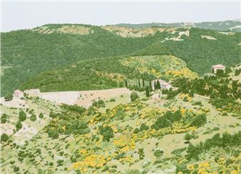 Broom in Bloom - Italy - Marion Ranyak