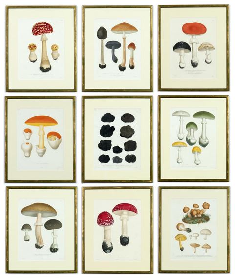 Truffles and Mushrooms A rare set of nine engravings with hand colouring from 1864 by Joseph Roques, 1864
