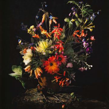 Detail of a Sketch for Flora Capensis by Andrew Putter, 2008