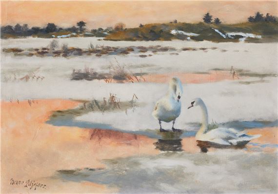 Svanar vid solnedgång