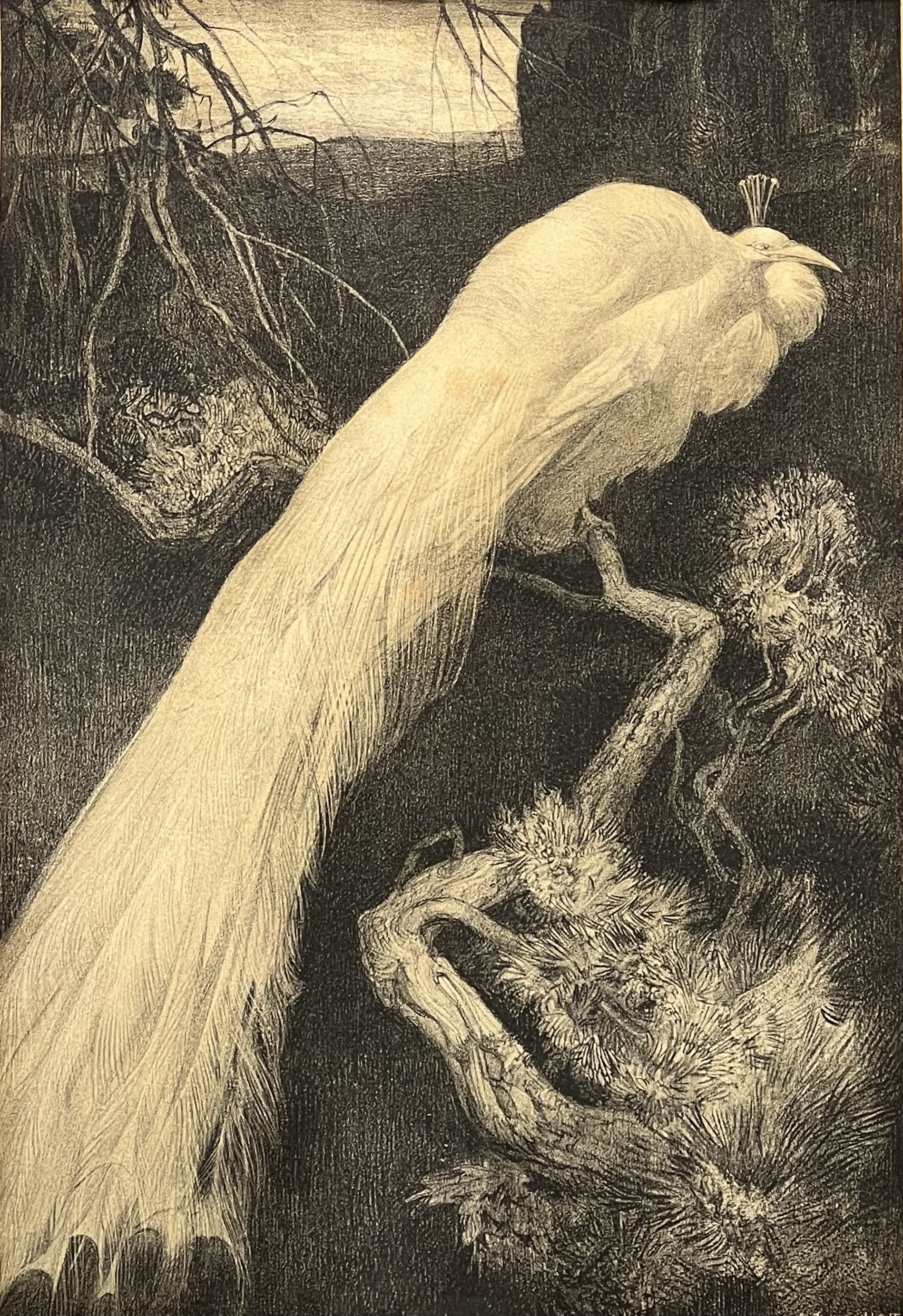 Artwork by Adriaan J. van't Hoff, Lithografie van een witte pauw op stok door Adriaan van ‘t Hoff (1893-1939). Rechtsonder gesigneerd in de druk, Made of lithograph