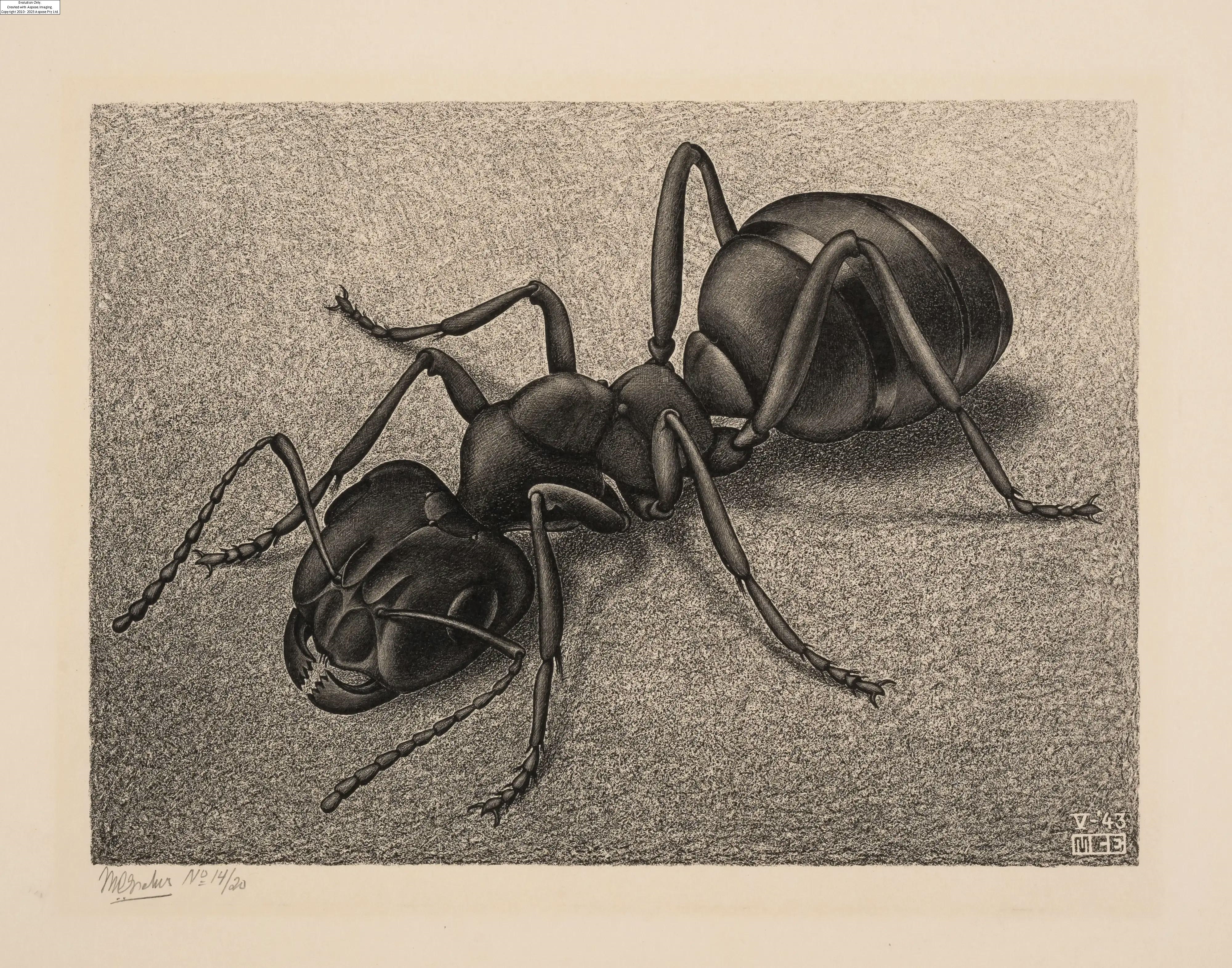 Artwork by Maurits Cornelis Escher, Maurits Cornelis Escher (1898-1972) Ant (Bool 328, Made of lithograph