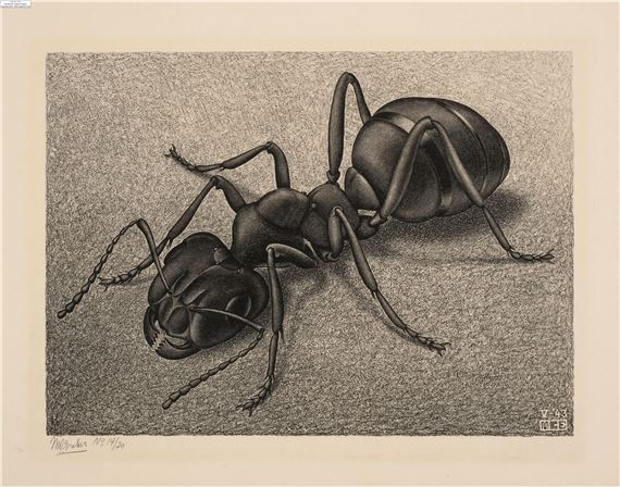 Maurits Cornelis Escher (1898-1972) Ant (Bool 328 by Maurits Cornelis Escher, 1943