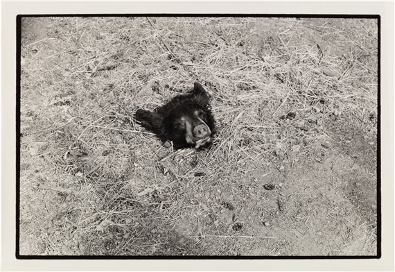 Bear Head on Ground by Zoe Leonard, Executed in 1996 and printed in 1998