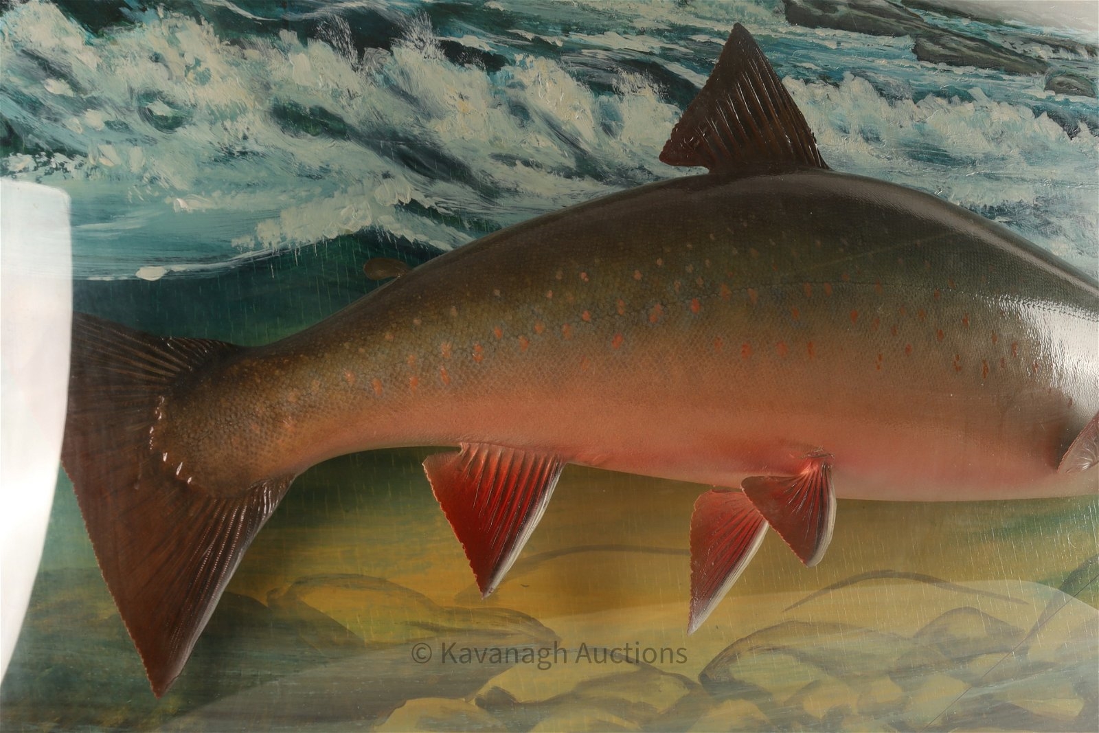 Artwork by David A. Footer, David A. Footer Taxidermy Spotted Brook Trout, Made of Taxidermy