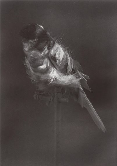 "Black Canary", from the series "Canaries" by Carsten Höller, 2010