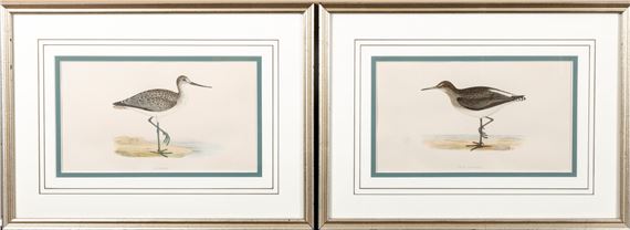 Francis Orpen Morris (Ireland, 1810 - 1884) Sandpiper Colored Engravings by Francis Orpen Morris