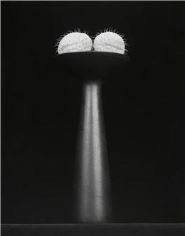 Robert Mapplethorpe: Behold the lowly Vessel - Galerie Thomas Schulte, Charlottenstrasse