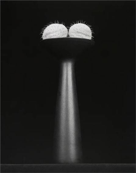 Robert Mapplethorpe: Behold the lowly Vessel - Galerie Thomas Schulte, Charlottenstrasse