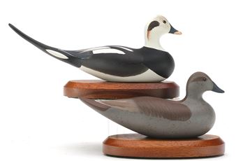 Long tail ducks - Patrick Vincenti