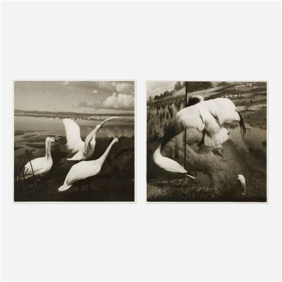 Lynn Geesaman | Two works from the Natural History series (1985 - 1986 ...