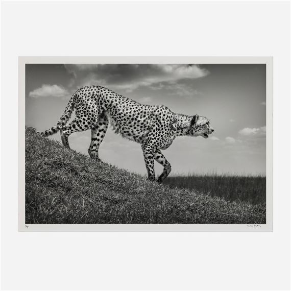 The Hunt, Maasai Mara, Kenya (from the Predators series by Michel Ghatan, 2021