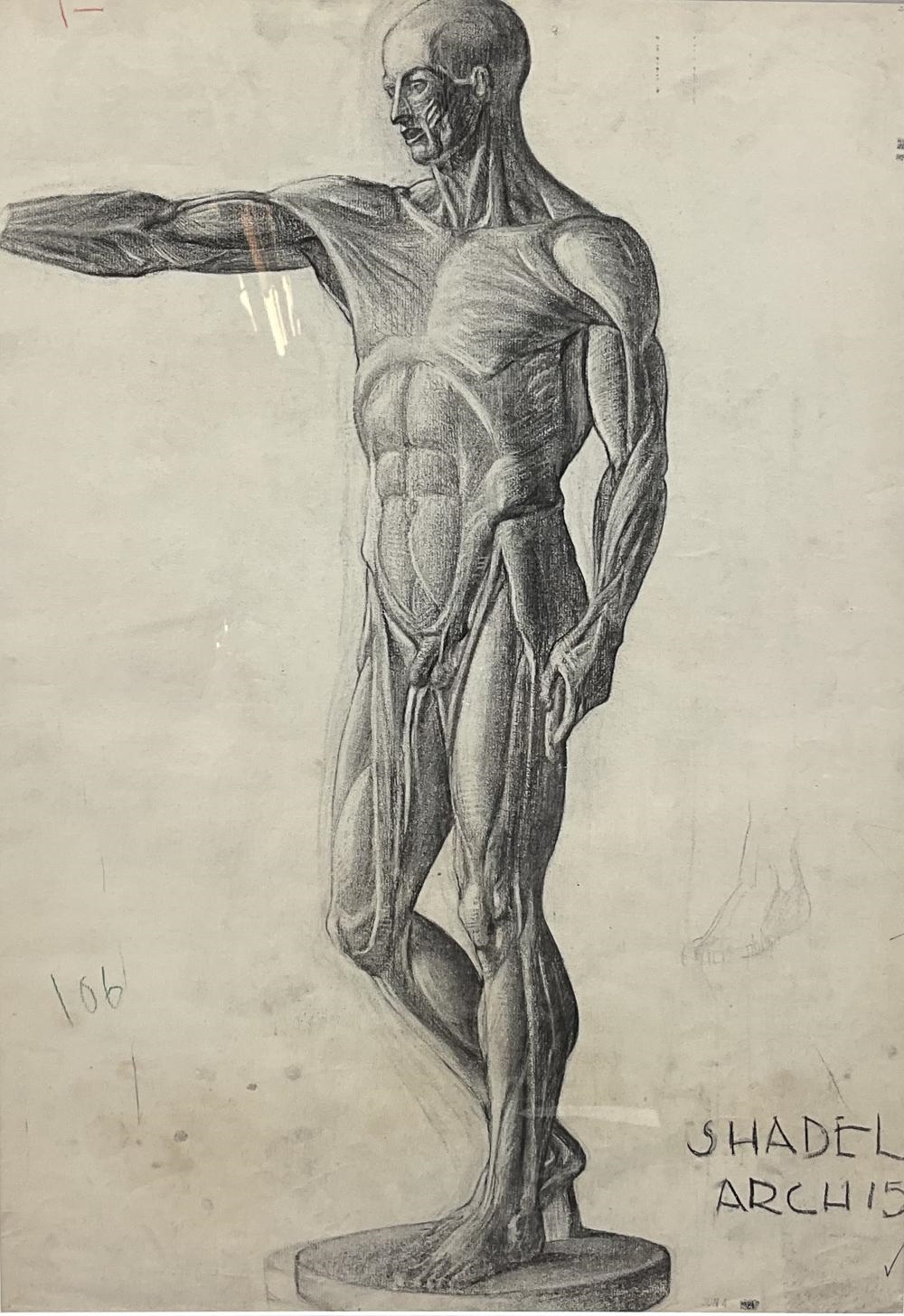 Baltimore School | BALTIMORE SCHOOL ANATOMICAL FIGURE STUDY | MutualArt