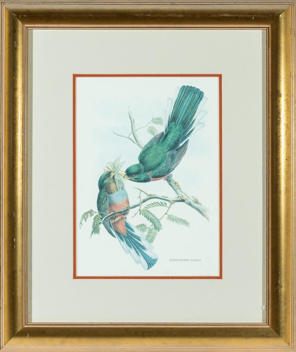 Tirage Ancien Encadré - Oiseau Trogon Collaris Par J&E Gould - Lithographie Vintage