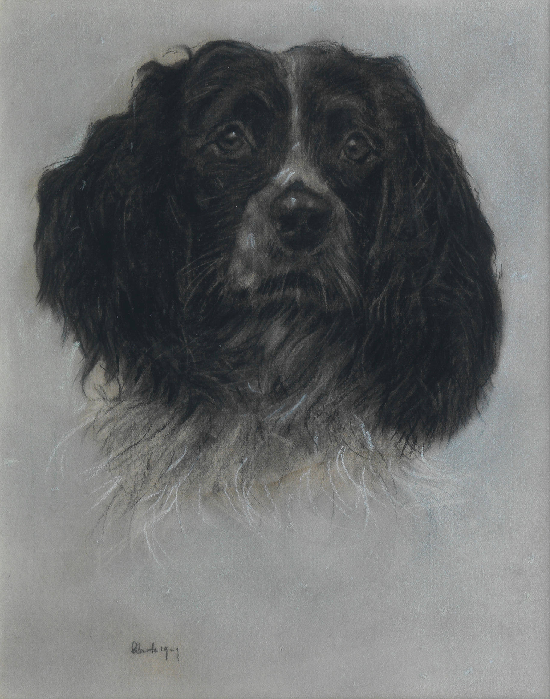 Maurice Clarke | Portrait of a Springer Spaniel (1909) | MutualArt