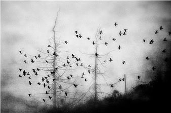 Best Rising Photographers of June 2024