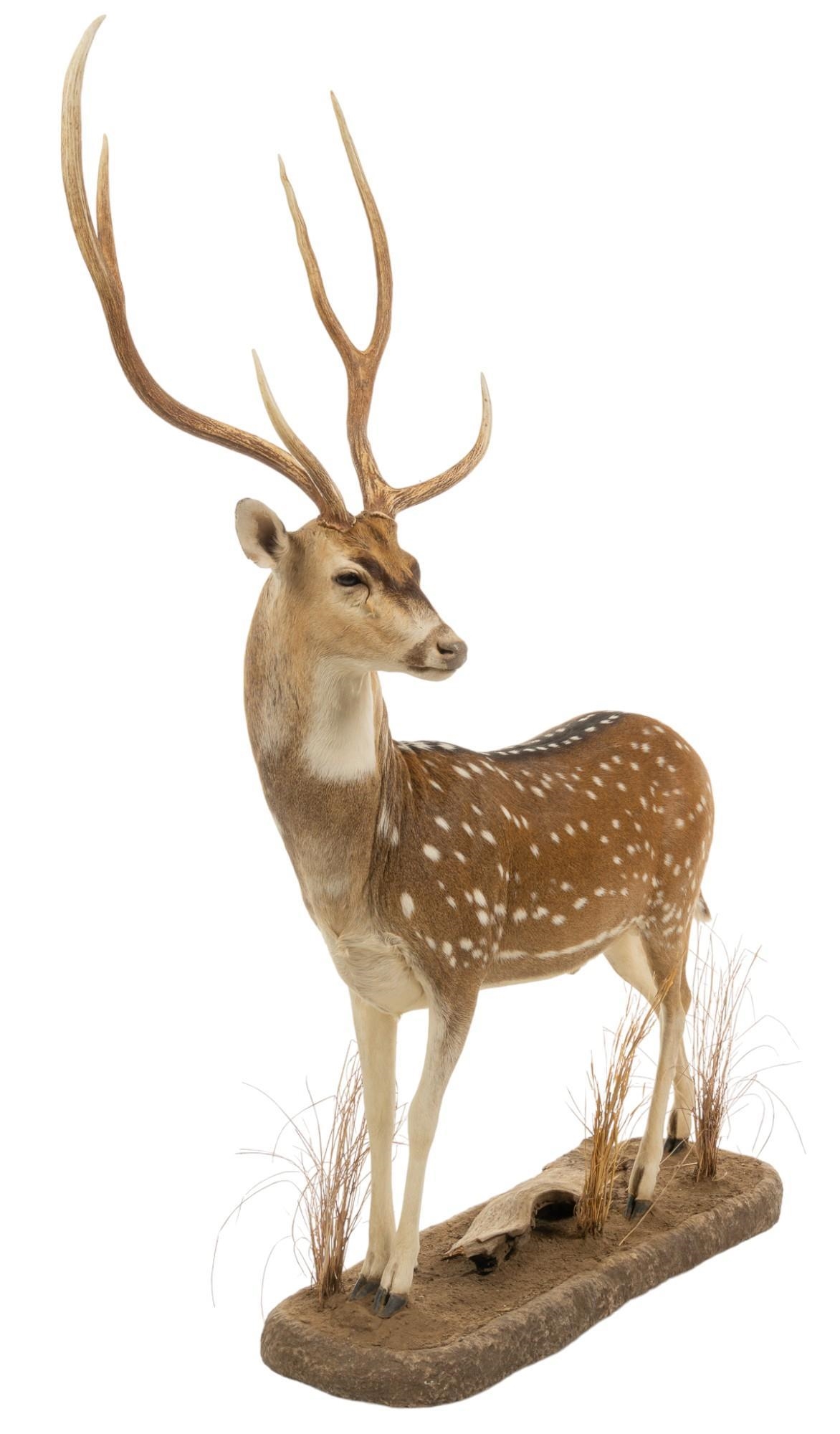 Artwork by Axis Deer, Full Body Axis Deer Taxidermy, Made of mount