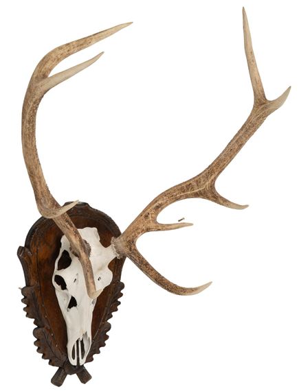 Axis Deer Skull Mount by Axis Deer