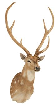Axis Deer Shoulder Mount Taxidermy - Axis Deer