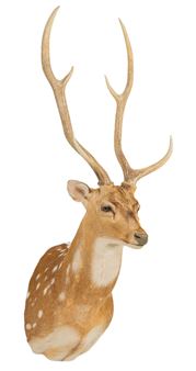 Axis Deer Shoulder Mount Taxidermy - Axis Deer