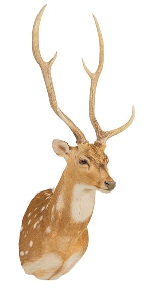 Axis Deer Shoulder Mount Taxidermy by Axis Deer