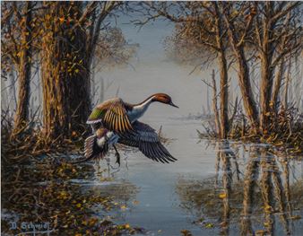 Pintail - Dennis Schmidt