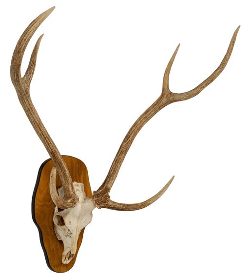 Axis Deer Skull Mount by Axis Deer