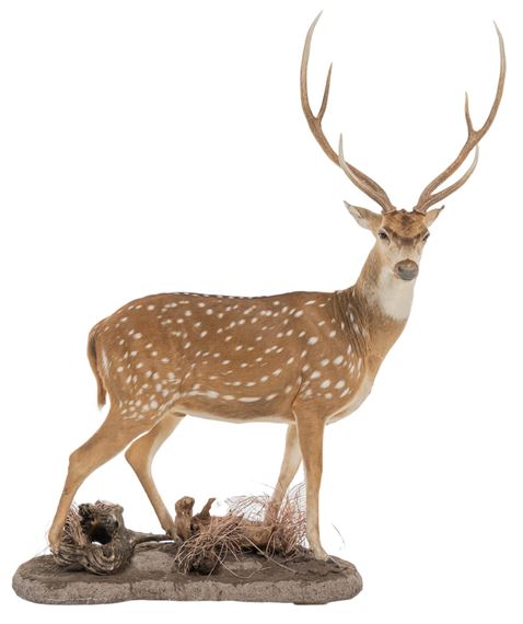 Full Body Axis Deer Mount by Axis Deer