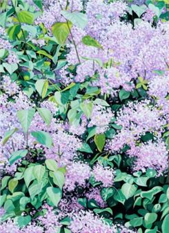 라일락 - Kim JaeHyeon