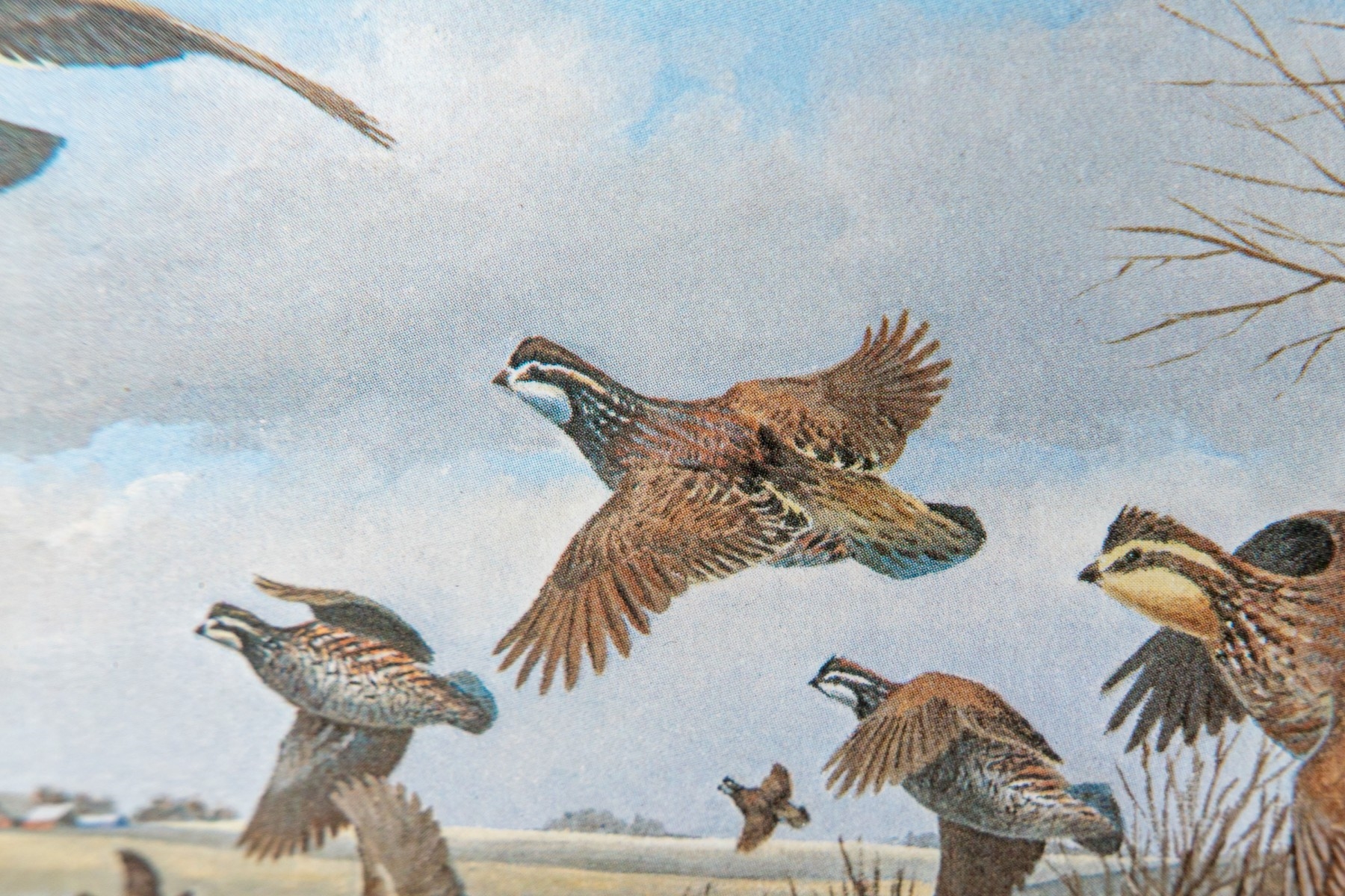 Maynard Reece | Quails. | MutualArt