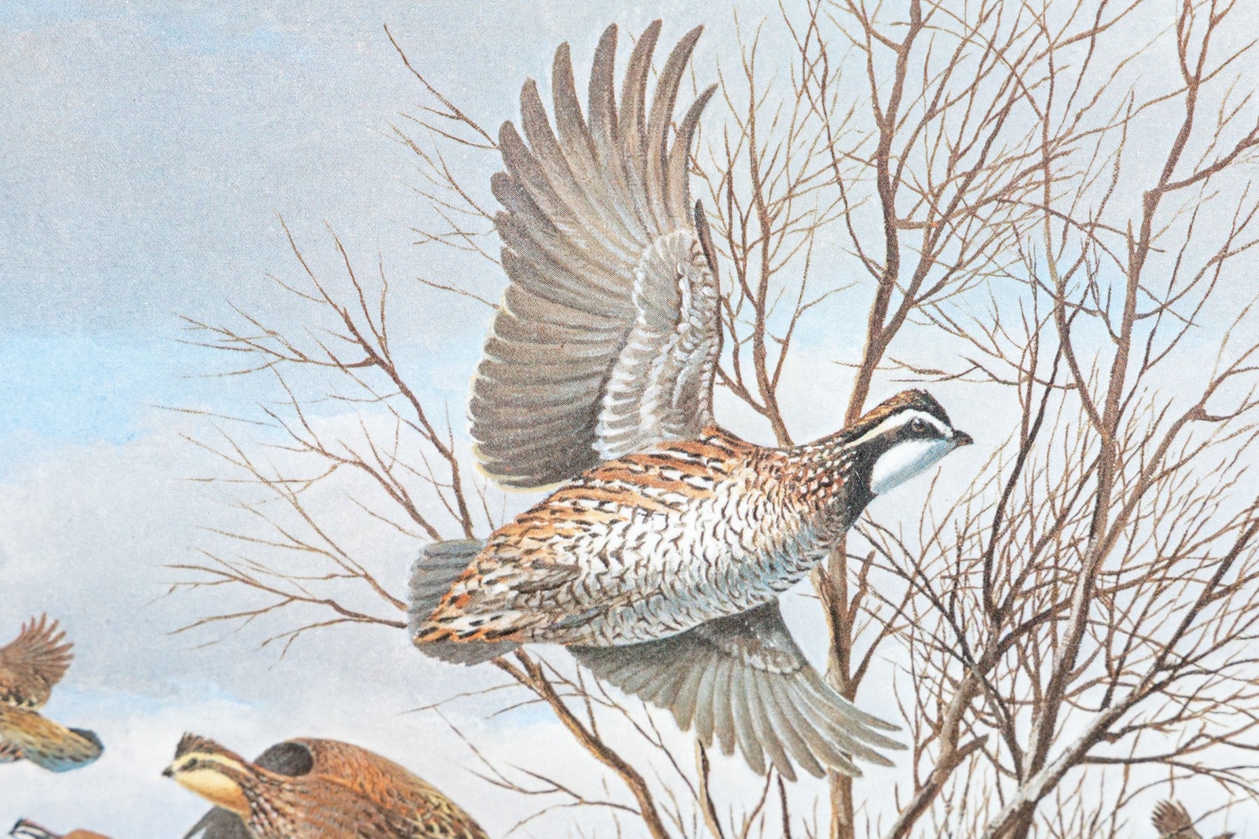 Maynard Reece | Quails. | MutualArt