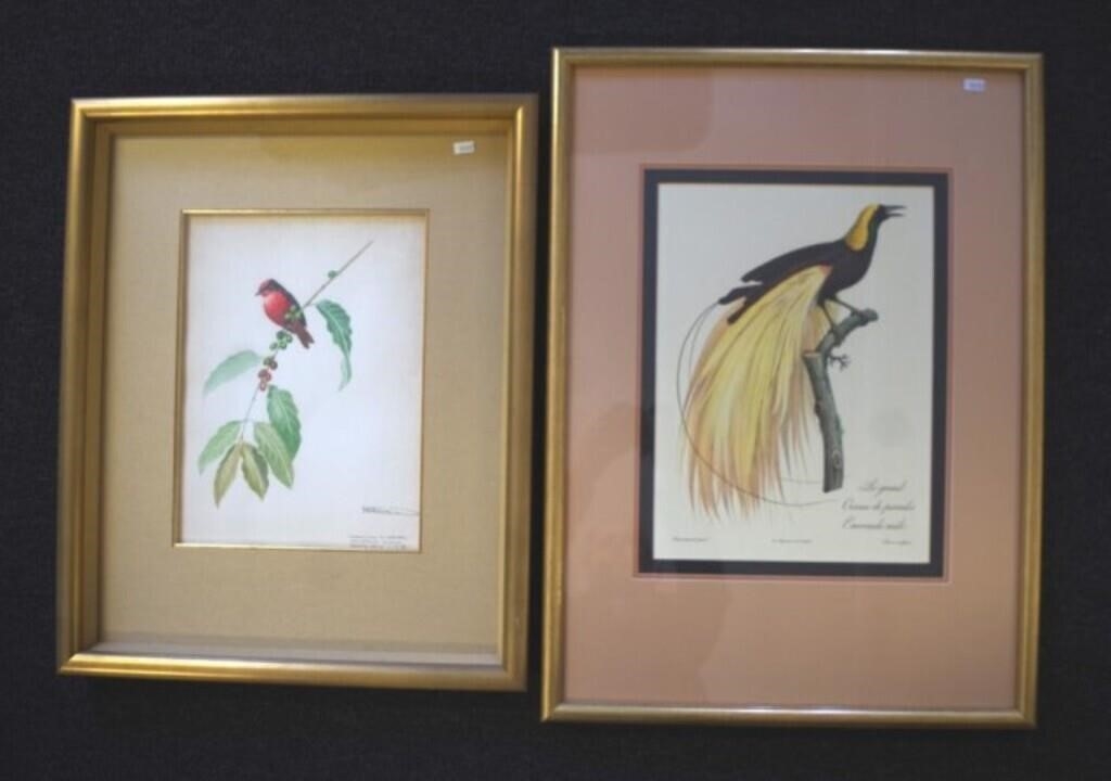 Jacques Barraband | Bird of Paradise | MutualArt