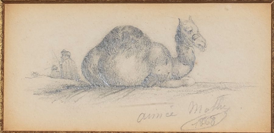 Artwork by Aimée Moth, Dromedary, 1868, Made of Drawing