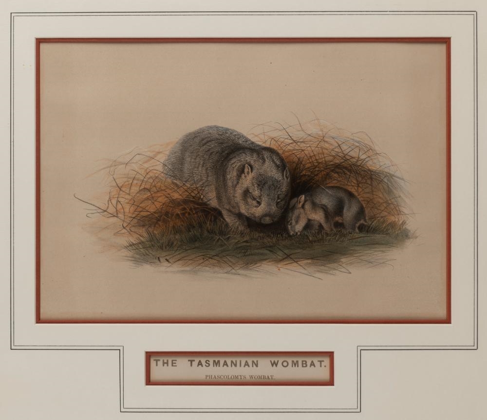 Artwork by J. Scmidt, The Tasmanian Wombat, Made of colour lithograph and watercolour