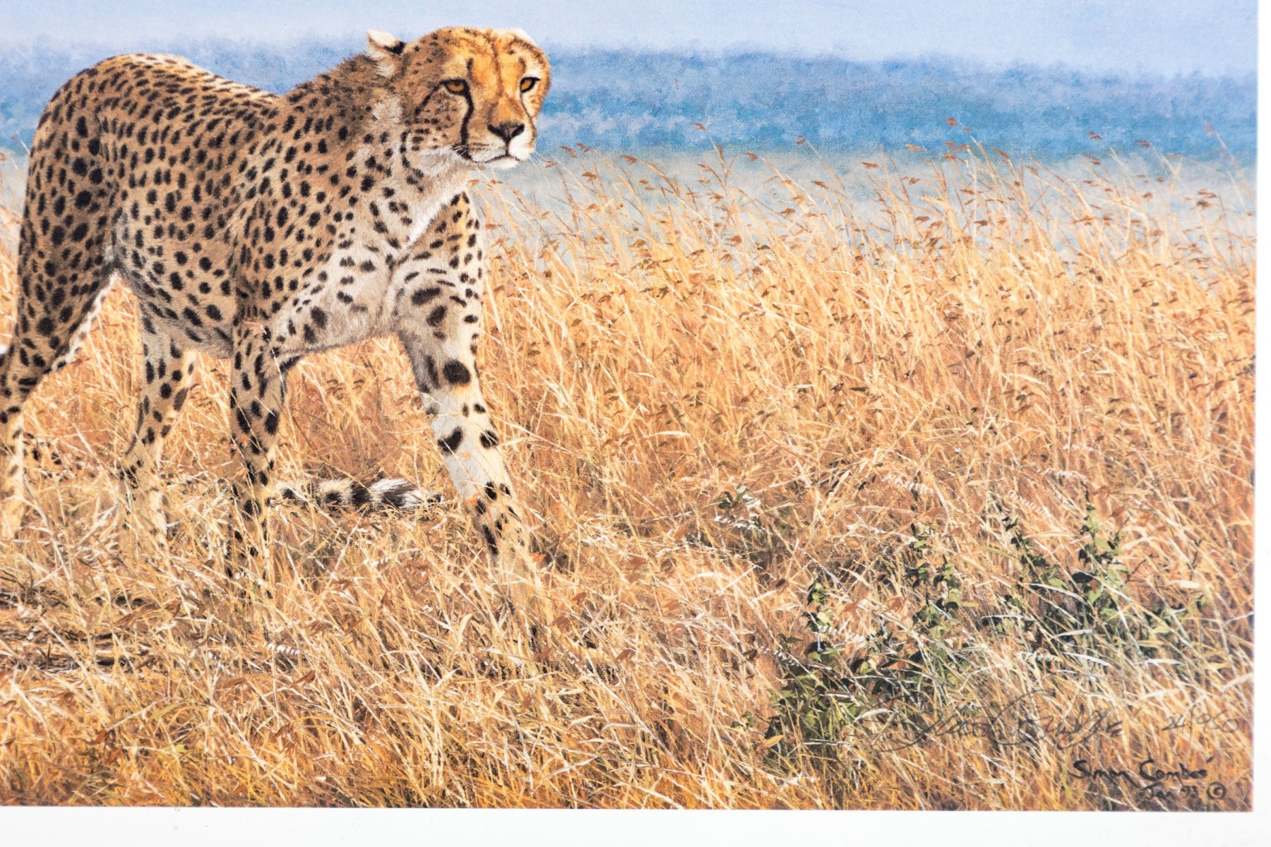 Simon Combes | Serious Intent-Cheetahs | MutualArt