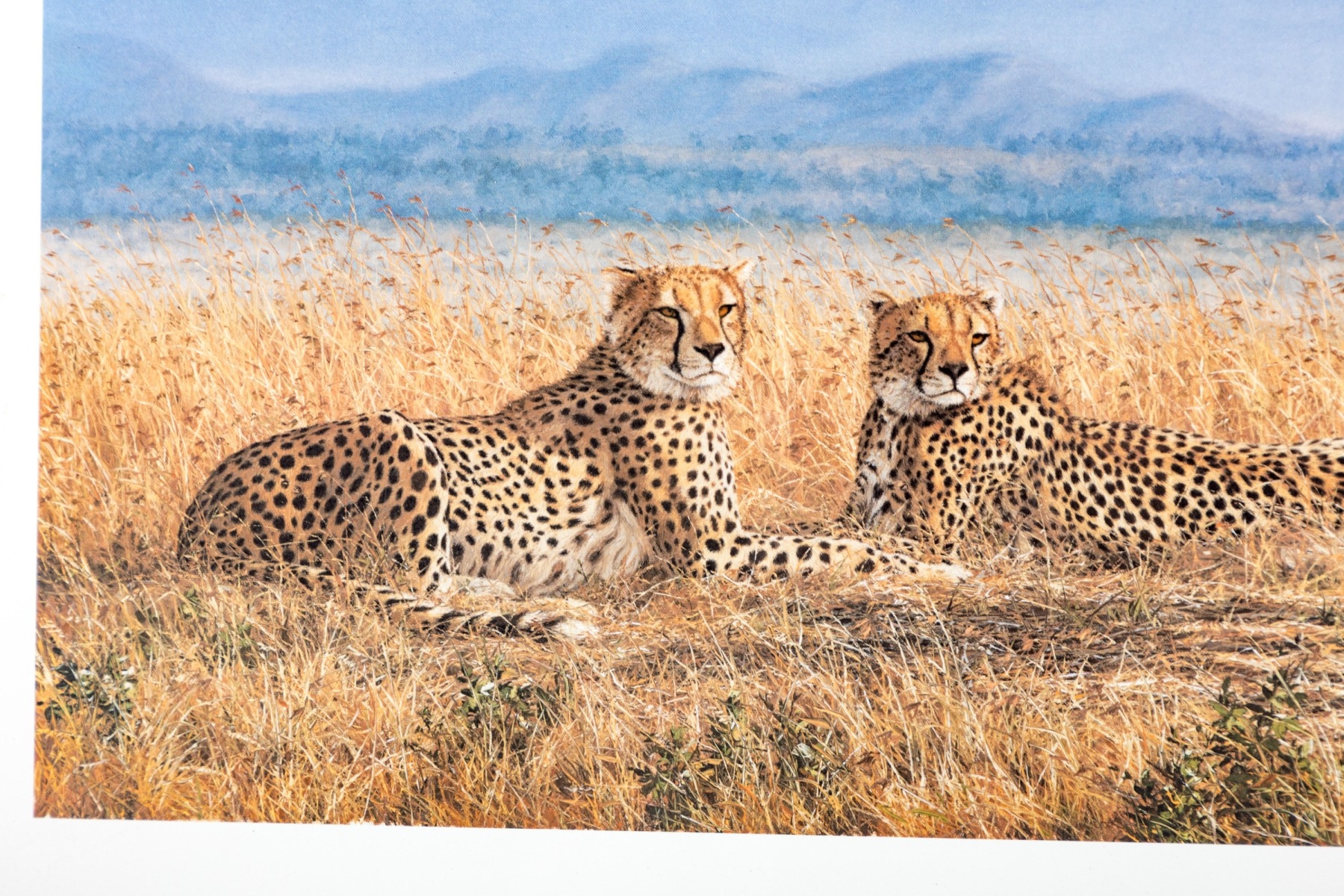 Simon Combes | Serious Intent-Cheetahs | MutualArt