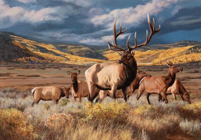 Grazing Elk by Tom Beecham