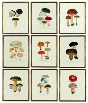 JOSEPH ROQUES, Mushrooms - Joseph Roques