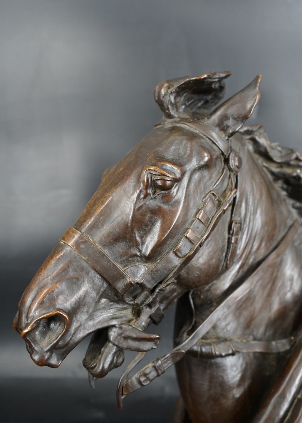 Henry Merwin Shrady | Head of a Horse (1871) | MutualArt