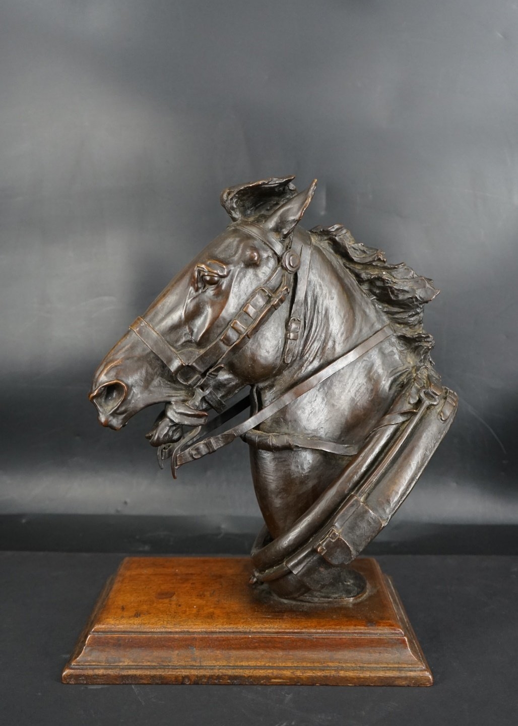 Henry Merwin Shrady | Head of a Horse (1871) | MutualArt