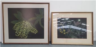 IDA BRUCHHAUSER (Australian 1916-2003) x 2, &#39;Rock Lillies&#39; (Dendrobium), and Untitled (Native flowers), pastel on paper, 55cm x 63cm - Ida Bruchhauser