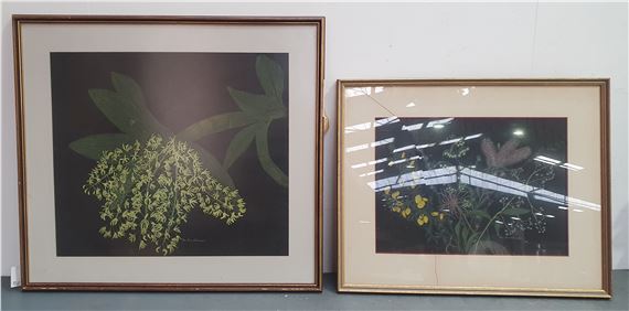 IDA BRUCHHAUSER (Australian 1916-2003) x 2, &#39;Rock Lillies&#39; (Dendrobium), and Untitled (Native flowers), pastel on paper, 55cm x 63cm - Ida Bruchhauser